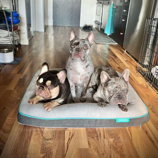 IN BED WITH: Katy, Chewy, Chayse, & Choko